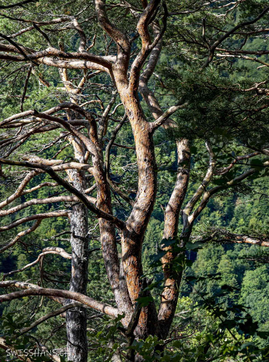 Detail einer Kiefer im Kiefernwald im Gebiet Mittelstein, Oberriet