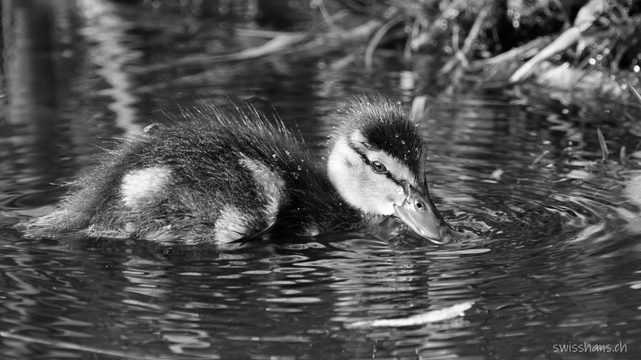 Junge Ente im Moorsee