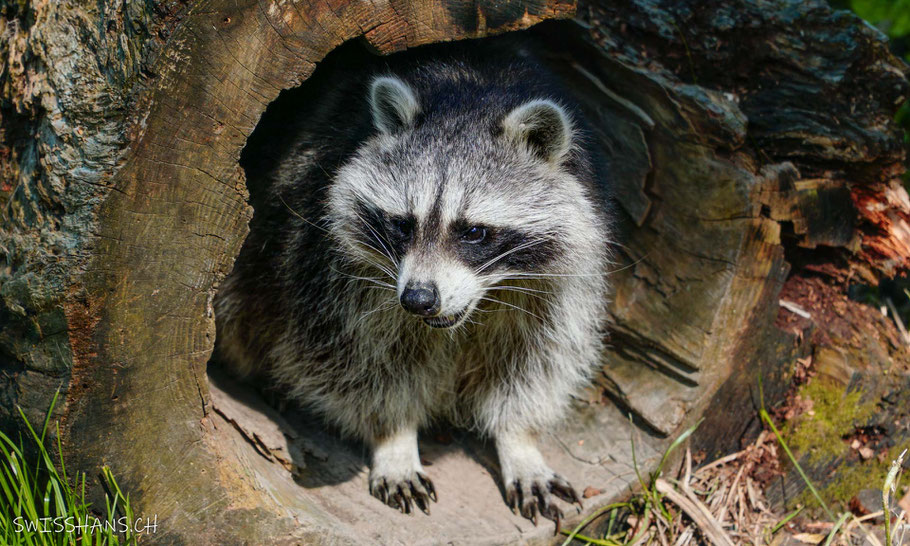 wildpark-feldkirch-waschbär