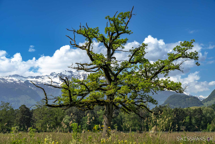 weite-heuwiese-blumenwiese-baum