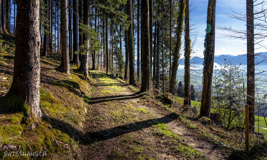 altstätten-familienrätselweg-waldweg