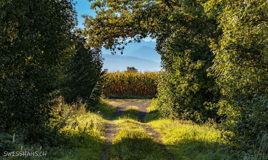 windschutzstreifen-maisfeld-baffles-Altstätten