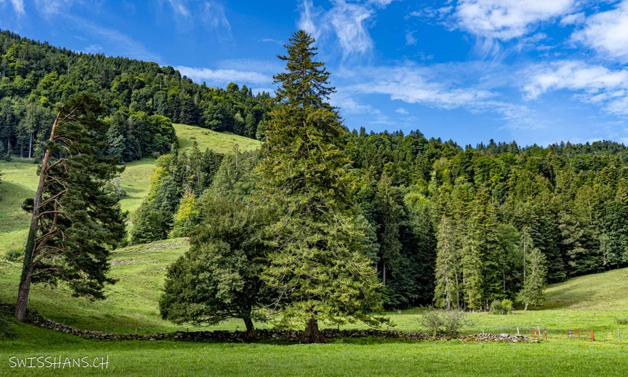 Landschaft mit grossen Tannen, saftigen Wiesen und Steinmauern beim Oberrieter Strüssler
