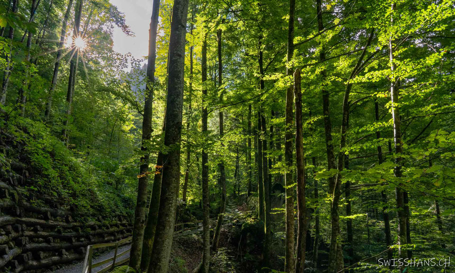 dornbirn-wald