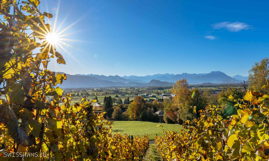 balgach-reben-sonnenstern-rheintal-aussicht