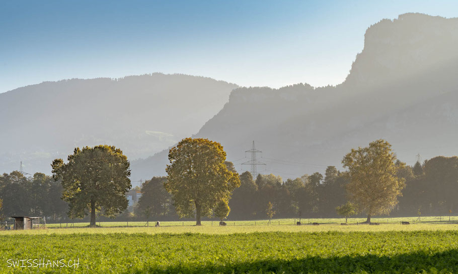 diepoldsau-bäume-karren-berg