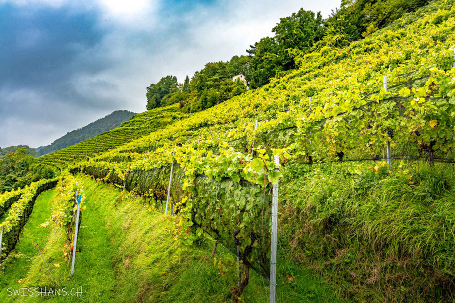 Reblage am Monsteiner Rebweg, Au