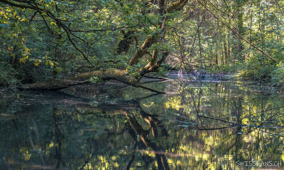 weite-heuwiese-bach-baum-spiegelung