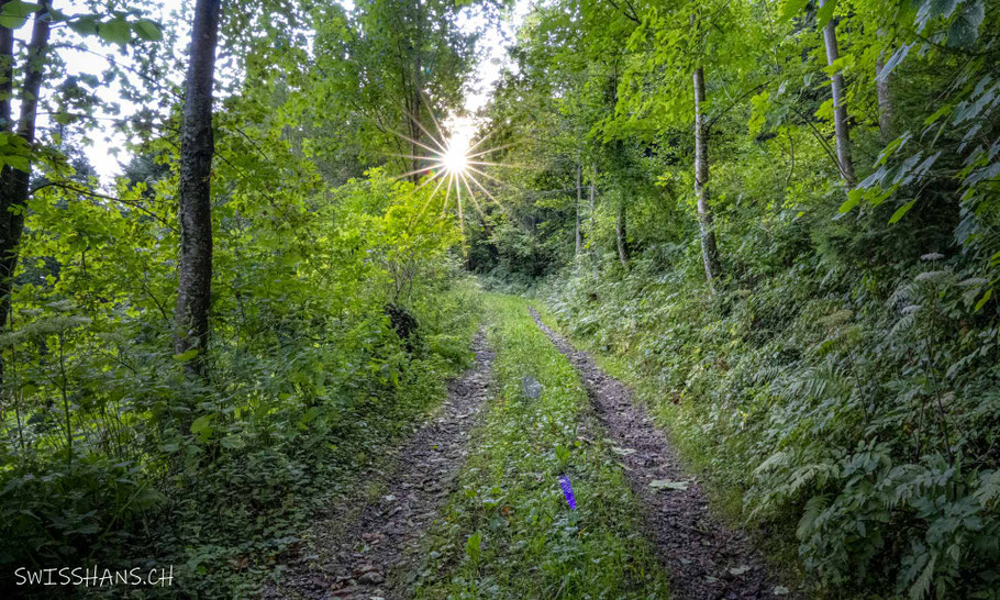 Waldstrasse mit Sonnenstern