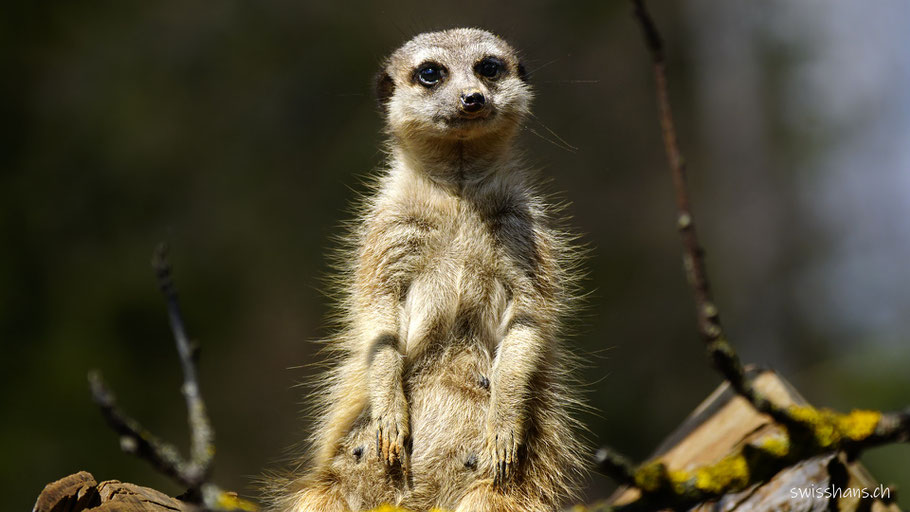 Sitzendes Erdmännchen im Walter Zoo Gossau