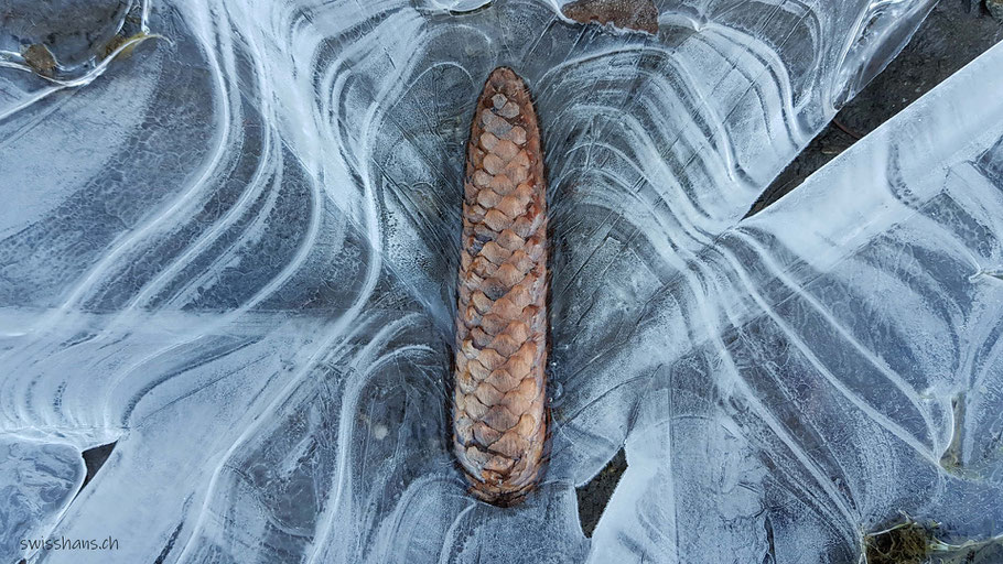 Tannzapfen in weisser, strukturierter Eisschicht in einer Pfütze auf dem Waldweg.