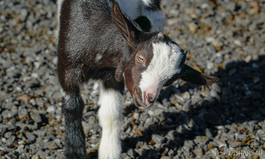 wildpark-feldkirch-ziege