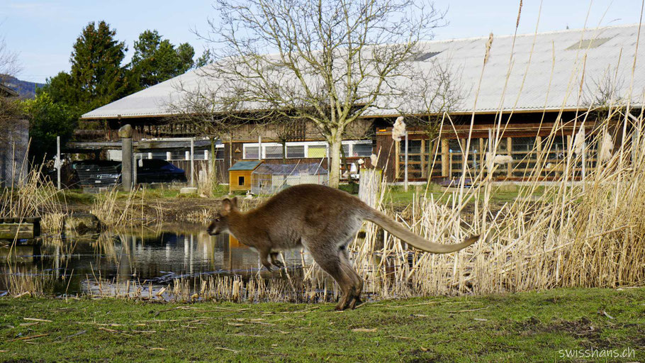 Bennet-Wallaby (Känguru) im Erlebnisbauernhof Steigmatt bei Montlingen