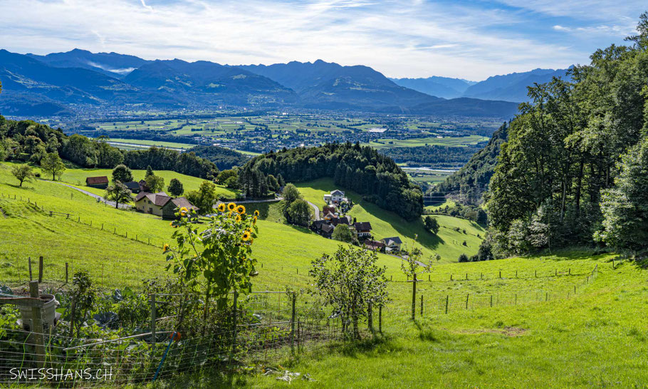 Aussicht auf das Oberrheintal mit Alpenrhein, Dörfern und Garten mit Sonnenblumen im Vordergrund