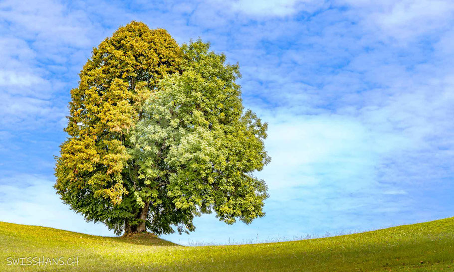 übersaxen-moorrunde-baum