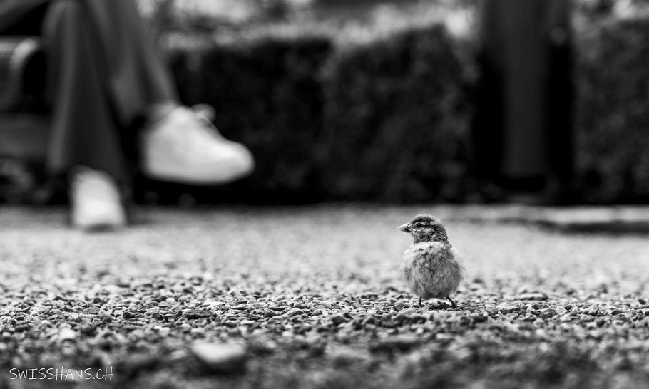 Ein Spatz sucht Leckereien bei der Sitzbank.
