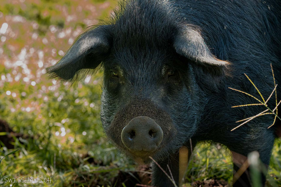 lüchingen-permakultur-morgarot-schwein