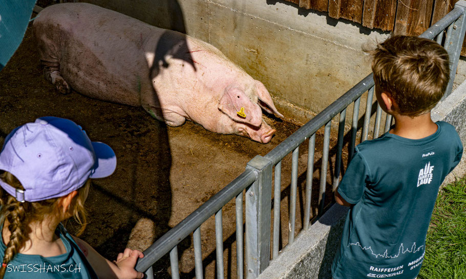 Zwei Kinder betrachten ein schlafendes Schwein auf dem Barfussweg.