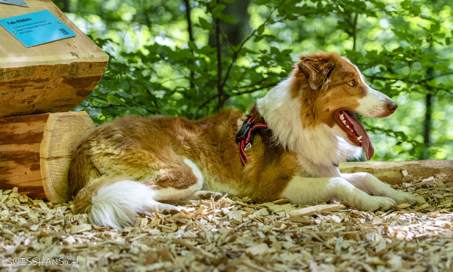 Hund beim Gähnen auf den Holzschnitzeln auf dem Grabser Waldparcours.