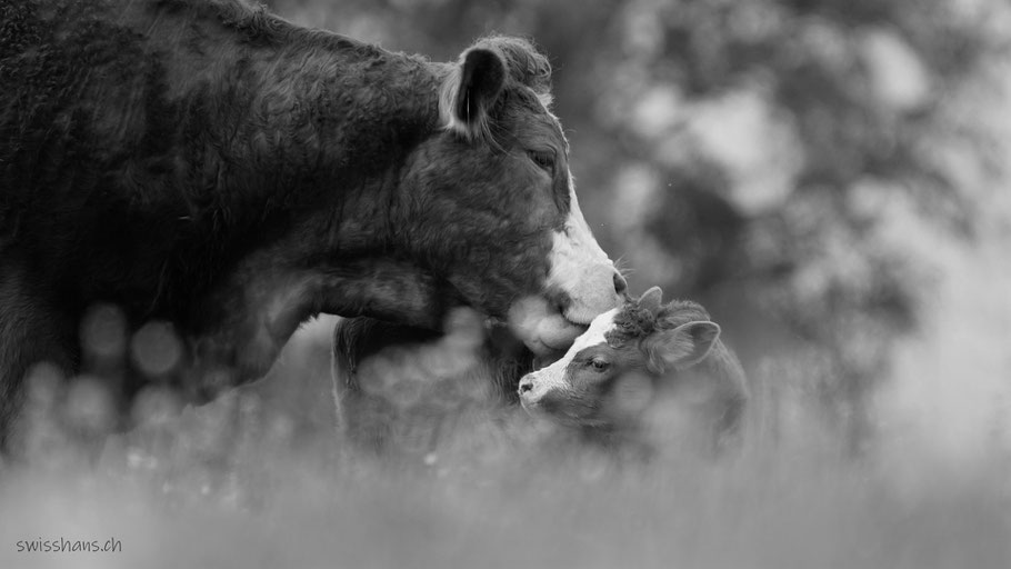 Mutterkuh mit einem Kalb in der Wiese