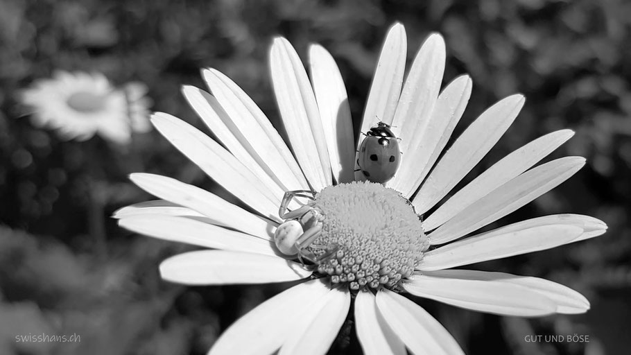 Spinne und Marienkäfer auf einer Margarite