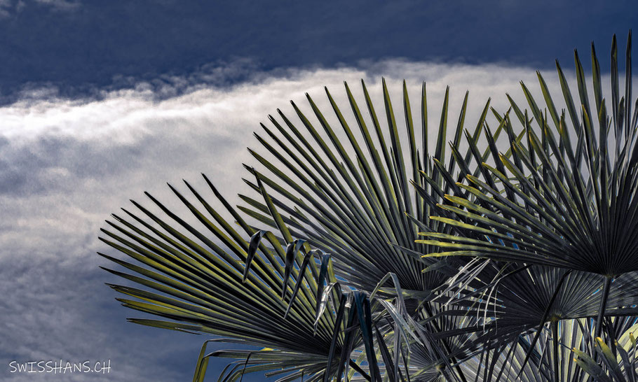 Palmenwedel beim Badeplatz Lago Mio mit Wolke am Himmel in Weesen