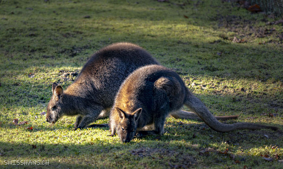 doppelmayr-zoo-wolfurt-kängurus