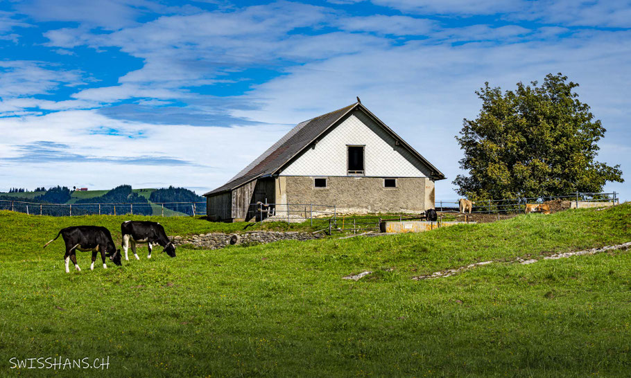 Alphütte auf dem Kienberg, Oberriet mit saftigen Wiesen und Rindern