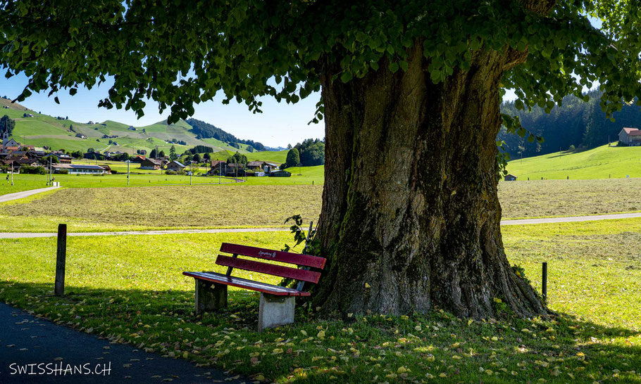 Rote Sitzbank neben einem dicken Baumstamm mit Appenzeller Landschaft beim Barfussweg