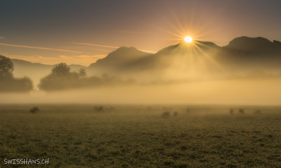 sonnenaufgang-riet-baffles-altstätten