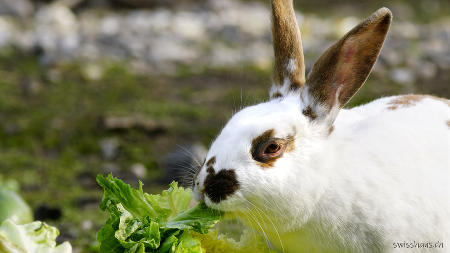 Ein Kaninchen frisst grünen Salat in der Steigmatt bei Montlingen