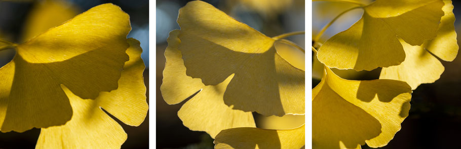 Blätter des Ginkgo Baumes