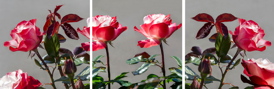 Edelrose Nostalgie