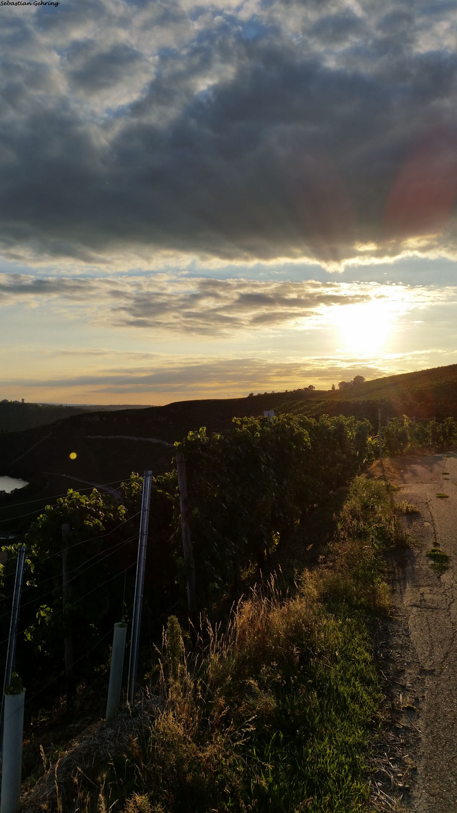 Weinberge bei Mundelsheim