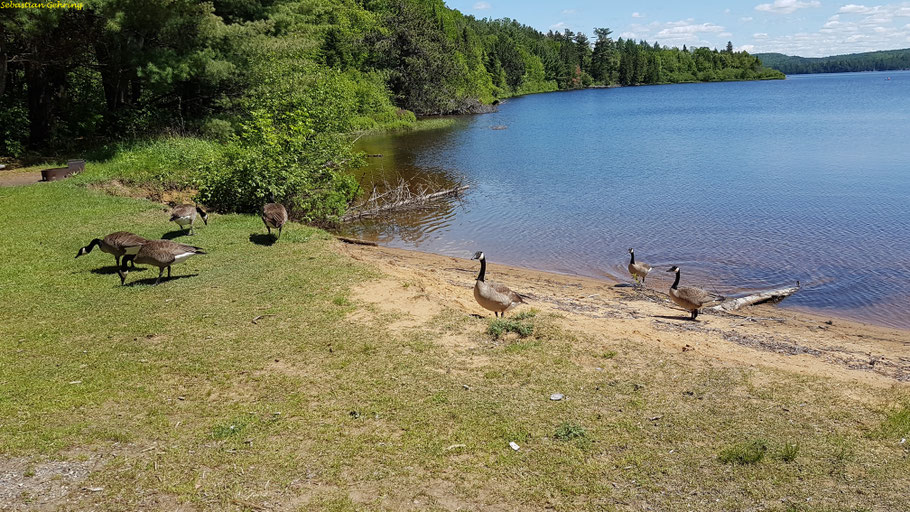 Rock Lake Campground, Algonquin Provincial Park (Ontario)