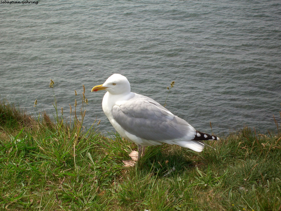 Helgoland