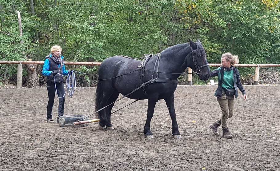 Kaltblut Nera beim Zugtraining