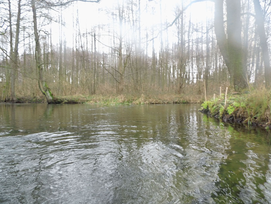 Zusammenfluss von Pilawa und Dobrzyca