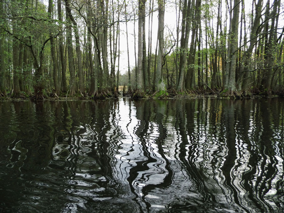 Ufer des Nadarzyce-Stausees