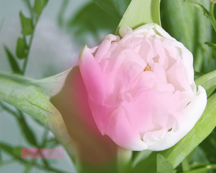 Ein rosarot leuchtende GÄNZEBLÜMCHEN-Tulpe