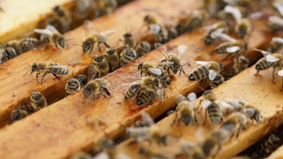 cadre de miel du pays d'auge  avec des abeilles noire de Normandie 