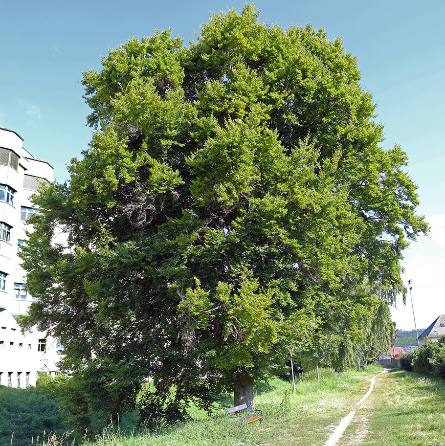 Alle Bilder: © Josef Pfleger