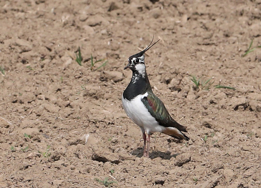 Alle Bilder: © Josef Pfleger