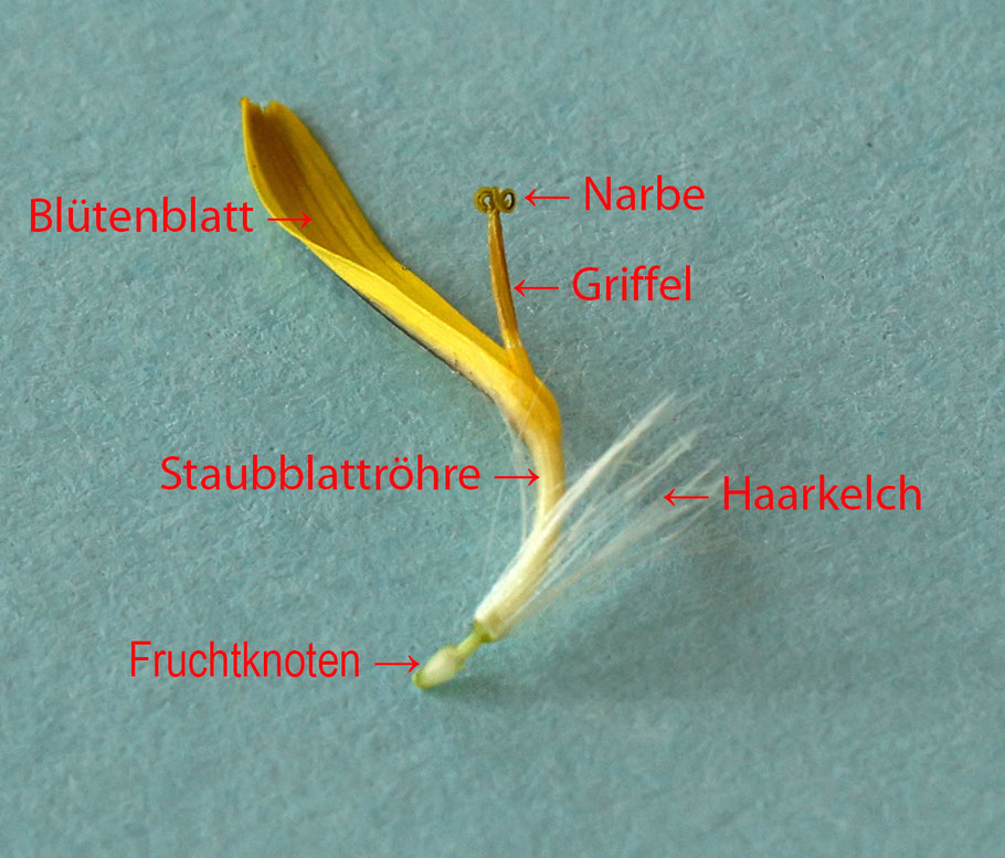 Grafik und Bild: © Josef Pfleger