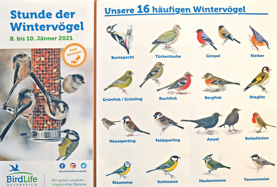 Drei Seiten aus der Broschüre "Stunde der Wintervögel" von "BirdLife Österreich", die von der Homepage "www.birdlife.at" heruntergeladen werden kann.