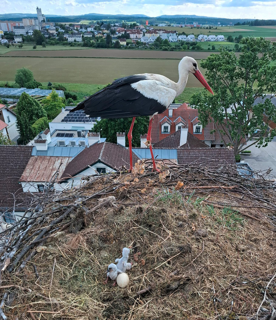 Bild: zVg/FF Horn