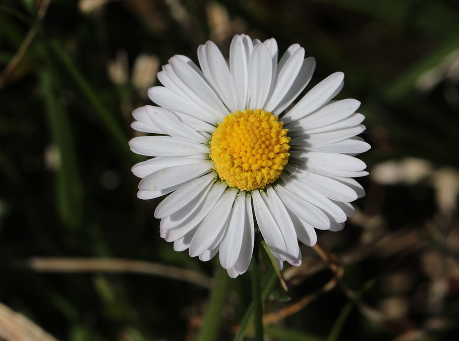 Bild: © Josef Pfleger