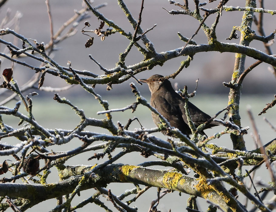 Bild: © Josef Pfleger