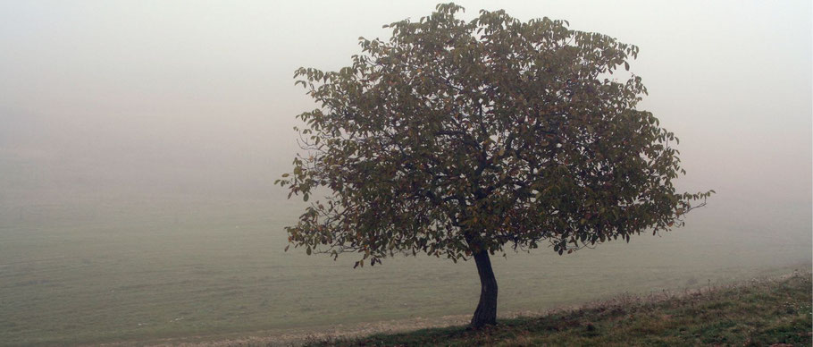 Méditation de l'arbre