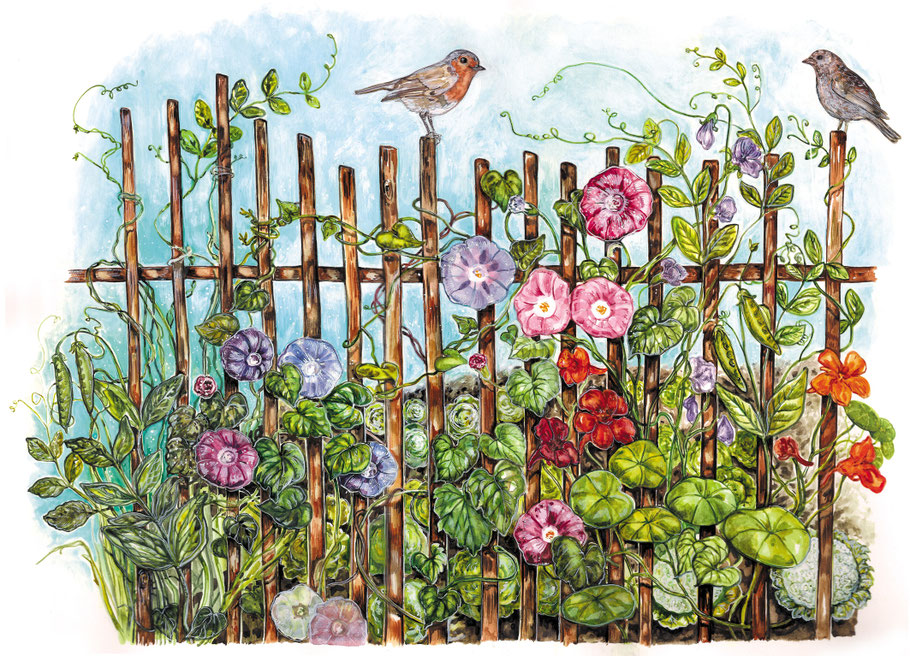 Winden am Gartenzaun Illustration aus "Mein wunderbarer Küchengarten" ars Edition 2016 © Caroline Ronnefeldt